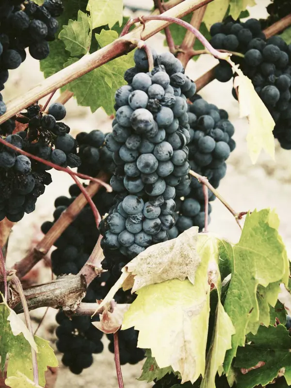 Grapes on the vine